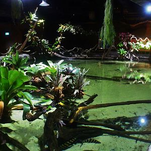 Freshwater Stingray exhibit
