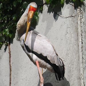 Yellow-billed stork (Mycteria ibis), 2021-07-17