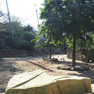 Savanna aviary - Cape buffalo paddock, 2021-07-17