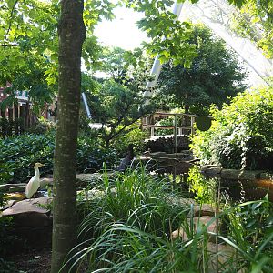 Savanna aviary - Bird pool, 2021-07-17