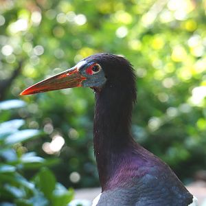 Abdim's Stork (Ciconia abdimii), 2021-07-17