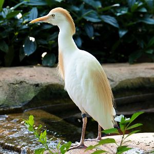 Western cattle egret (Bubulcus ibis), 2021-07-17