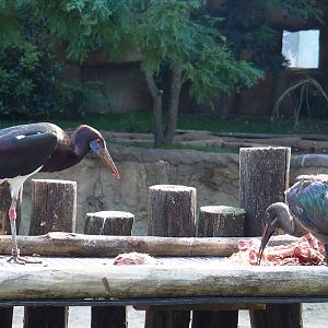 Abdim's Stork (Ciconia abdimii) and Hadada ibis (Bostrychia hagedash) on meat feeding platform, 2021-07-17
