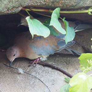 Laughing dove (Streptopelia senegalensis), 2021-07-17