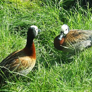 White-faced whistling ducks (Dendrocygna viduata), 2021-07-17