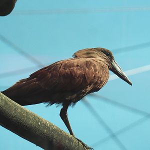 Hamerkop (Scopus umbretta), 2021-07-17