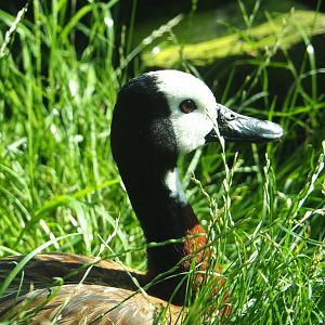 White-faced whistling duck (Dendrocygna viduata), 2021-07-17