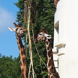 Hybrid giraffes (Giraffa camelopardalis and G. reticulata), 2021-07-17