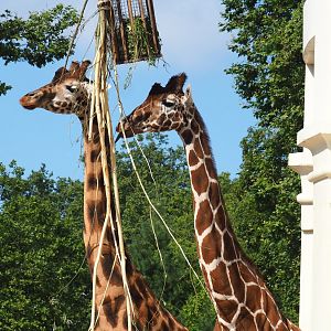 Hybrid giraffes (Giraffa camelopardalis and G. reticulata), 2021-07-17