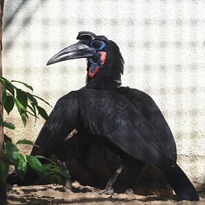 Abyssinian ground hornbill (Bucorvus abyssinicus), 2021-07-17