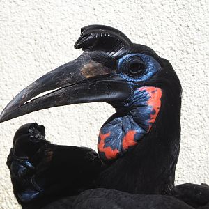 Abyssinian ground hornbill (Bucorvus abyssinicus), 2021-07-17
