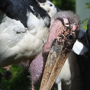 Marabou (Leptoptilos crumenifer), 2021-07-17