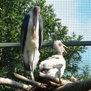 Marabou with chick (Leptoptilos crumenifer), 2021-07-17