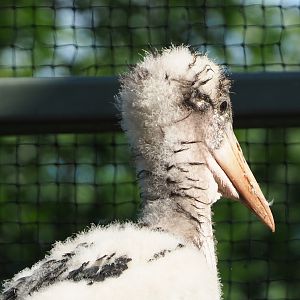 Marabou chick (Leptoptilos crumenifer), 2021-07-17