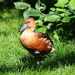 Fulvous whistling duck (Dendrocygna bicolor), 2021-07-17