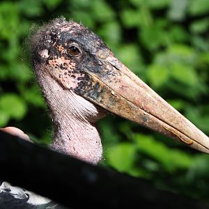 Marabou (Leptoptilos crumenifer), 2021-07-17