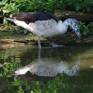 African comb duck (Sarkidiornis melanotos), 2021-07-17