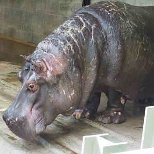 Hippopotamus Hermien (Hippopotamus amphibius), 2021-07-17