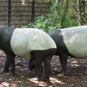 Malayan tapirs (Tapirus indicus), 2021-07-17