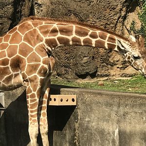 Bea the reticulated giraffe