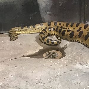 Angus the male green anaconda