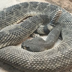 Western diamondback rattlesnake