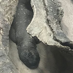 Rio Fuerte beaded lizard