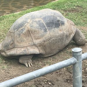 Wilma the Aldabra tortoise