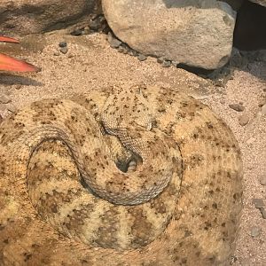 Panamint rattlesnake