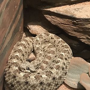 Sidewinder rattlesnake