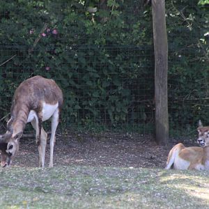 Blackbuck-pair