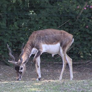 Blackbuck - male