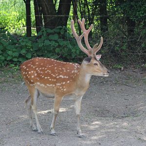 Vietnamese sika deer