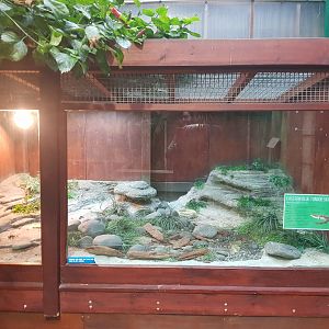 Common blue tongued skink  (Tiliqua scincoides)