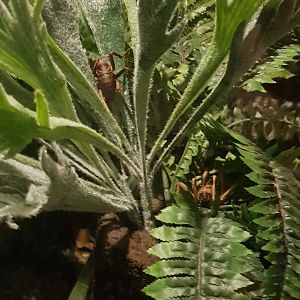 Young Wētāpunga (Deinacrida heteracantha)