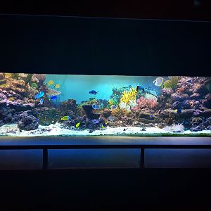 Saltwater reef aquarium