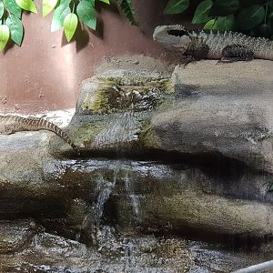 Australian Water Dragon(Intellagama lesueurii)