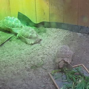 Leopard tortoise (Stigmochelys pardalis)