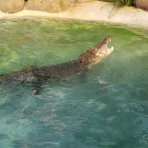 Scar the Saltwater Crocodile (Crocodylus porosus)