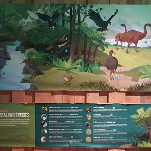Extinct New Zealand bird species mural