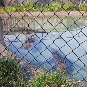 Outdoor Alligator pool (Alligator mississippiensis)