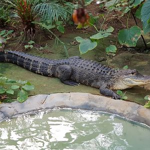 Indoor alligator (Alligator mississippiensis),