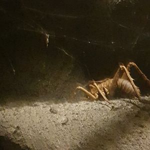 Adult  Wētāpunga (Deinacrida heteracantha)