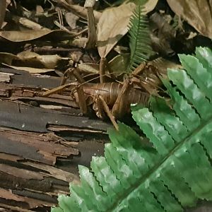 Young Wētāpunga (Deinacrida heteracantha)