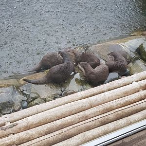 Asian small-clawed otter (Aonyx cinereus),