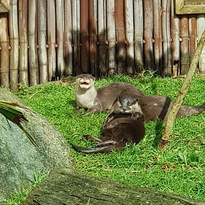 Asian small-clawed otter (Aonyx cinereus)