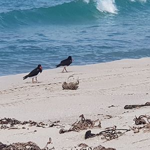 Chatham Oystercatcher (Haematopus chathamensis) 2020