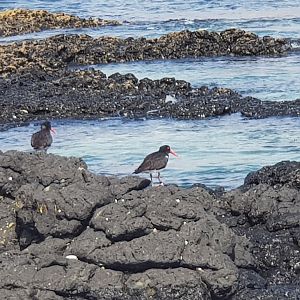 Chatham Oystercatcher (Haematopus chathamensis) 2020