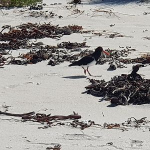 Chatham Oystercatcher (Haematopus chathamensis) 2020