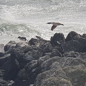 Chatham Islands Shag (Phalacrocorax onslowi) 2020